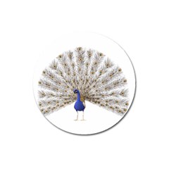 Peacock Colorful Bird Feather Blue Magnet 3  (Round)