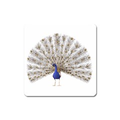 Peacock Colorful Bird Feather Blue Square Magnet