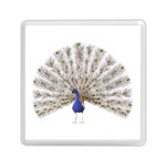 Peacock Colorful Bird Feather Blue Memory Card Reader (Square) Front