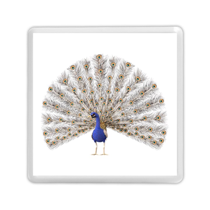 Peacock Colorful Bird Feather Blue Memory Card Reader (Square)