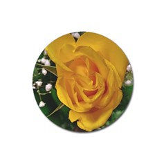 Yellow Rose Magnet 3  (round) by Riverwoman