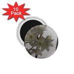 Paperwhite 1.75  Magnets (10 pack)  Front