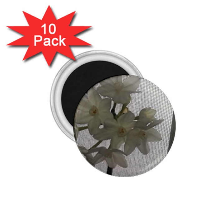 Paperwhite 1.75  Magnets (10 pack) 