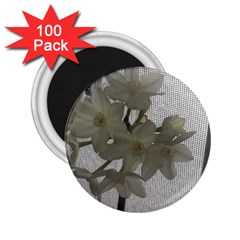 Paperwhite 2 25  Magnets (100 Pack)  by Riverwoman