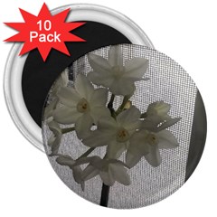 Paperwhite 3  Magnets (10 Pack)  by Riverwoman