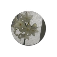 Paperwhite Magnet 3  (round) by Riverwoman