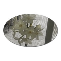 Paperwhite Oval Magnet by Riverwoman