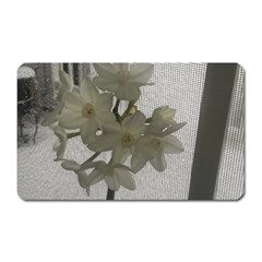 Paperwhite Magnet (rectangular) by Riverwoman