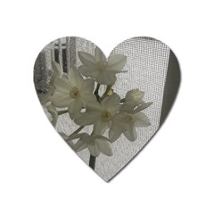 Paperwhite Heart Magnet by Riverwoman