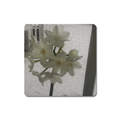 Paperwhite Square Magnet by Riverwoman