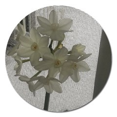 Paperwhite Magnet 5  (round) by Riverwoman