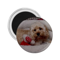 Cockapoo In Dog s Bed 2 25  Magnets by pauchesstore