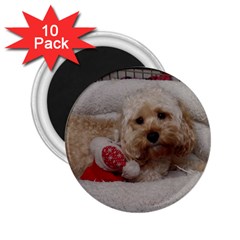 Cockapoo In Dog s Bed 2 25  Magnets (10 Pack)  by pauchesstore