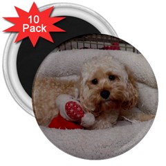 Cockapoo In Dog s Bed 3  Magnets (10 Pack)  by pauchesstore