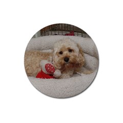 Cockapoo In Dog s Bed Magnet 3  (round) by pauchesstore