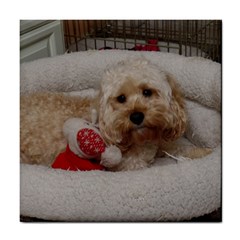 Cockapoo In Dog s Bed Tile Coasters by pauchesstore