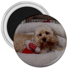 Cockapoo In Dog s Bed 3  Magnets by pauchesstore