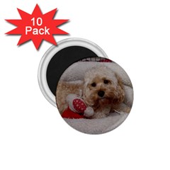 Cockapoo In Dog s Bed 1 75  Magnets (10 Pack)  by pauchesstore