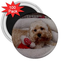 Cockapoo In Dog s Bed 3  Magnets (100 Pack) by pauchesstore