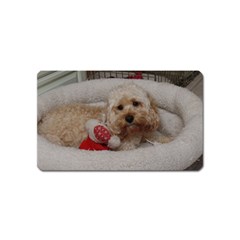 Cockapoo In Dog s Bed Magnet (name Card) by pauchesstore