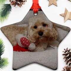 Cockapoo In Dog s Bed Star Ornament (two Sides)