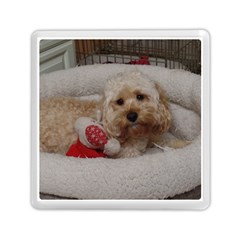 Cockapoo In Dog s Bed Memory Card Reader (square) by pauchesstore