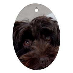 Laying In Dog Bed Ornament (oval) by pauchesstore