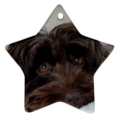 Laying In Dog Bed Ornament (star) by pauchesstore