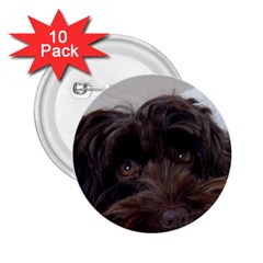 Laying In Dog Bed 2 25  Buttons (10 Pack)  by pauchesstore