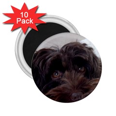 Laying In Dog Bed 2 25  Magnets (10 Pack)  by pauchesstore