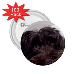 Laying In Dog Bed 2 25  Buttons (100 Pack)  by pauchesstore