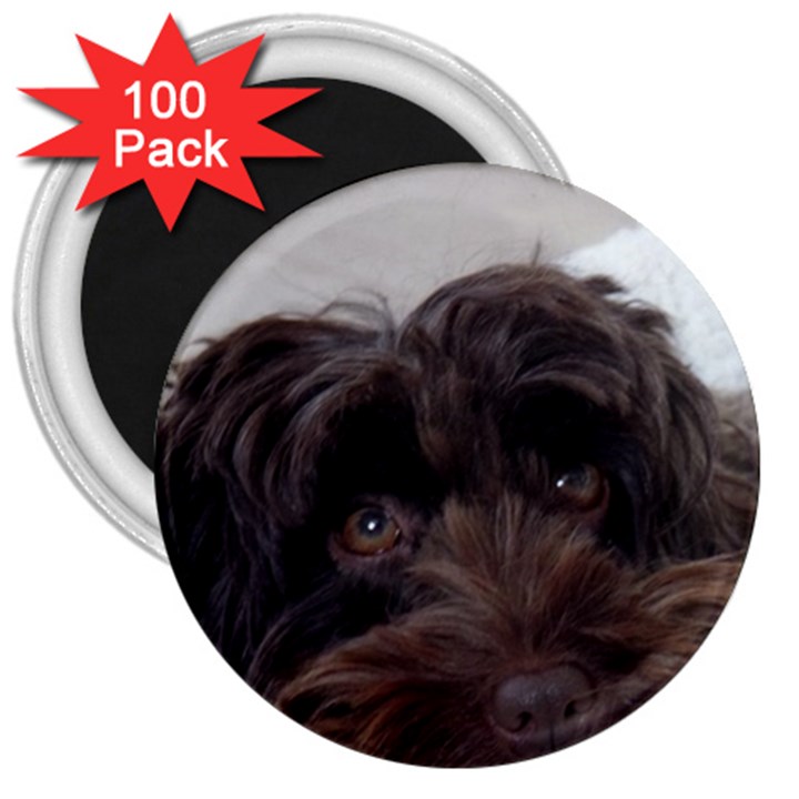 Laying In Dog Bed 3  Magnets (100 pack)