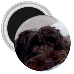 Laying In Dog Bed 3  Magnets by pauchesstore