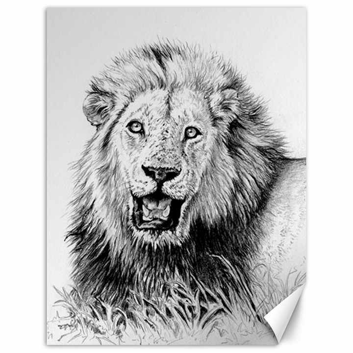 Lion Wildlife Art And Illustration Pencil Canvas 12  x 16 