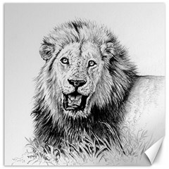 Lion Wildlife Art And Illustration Pencil Canvas 20  X 20  by Sudhe