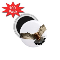 Eagle 1 75  Magnets (100 Pack)  by Sudhe