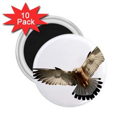 Eagle 2 25  Magnets (10 Pack) 