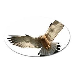 Eagle Oval Magnet by Sudhe