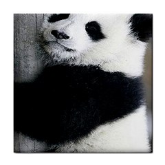 Panda Bear Sleeping Tile Coasters by Sudhe