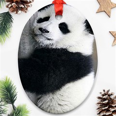 Panda Bear Sleeping Ornament (oval) by Sudhe