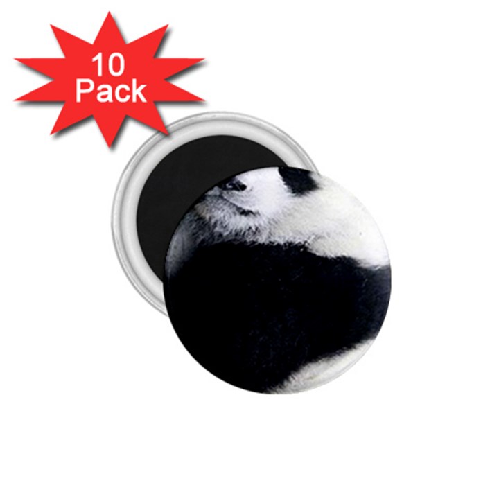 Panda Bear Sleeping 1.75  Magnets (10 pack) 