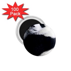 Panda Bear Sleeping 1 75  Magnets (100 Pack)  by Sudhe