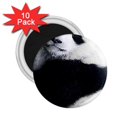 Panda Bear Sleeping 2 25  Magnets (10 Pack)  by Sudhe