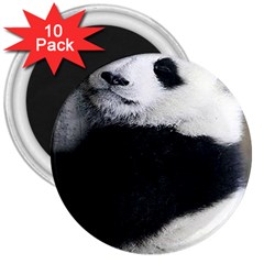 Panda Bear Sleeping 3  Magnets (10 Pack)  by Sudhe