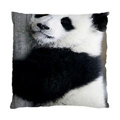 Panda Bear Sleeping Standard Cushion Case (one Side) by Sudhe