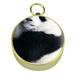 Panda Bear Sleeping Gold Compasses by Sudhe