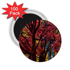 Autumn Colorful Nature Trees 2 25  Magnets (100 Pack)  by Sudhe