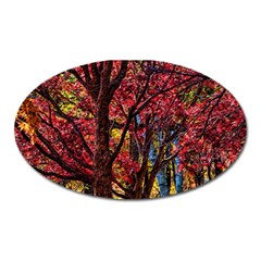 Autumn Colorful Nature Trees Oval Magnet by Sudhe