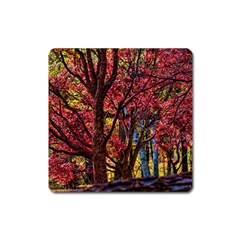 Autumn Colorful Nature Trees Square Magnet by Sudhe