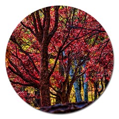 Autumn Colorful Nature Trees Magnet 5  (round) by Sudhe